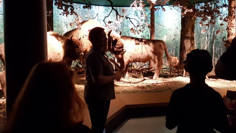 Natura dla niepełnosprawnych - Białowieża