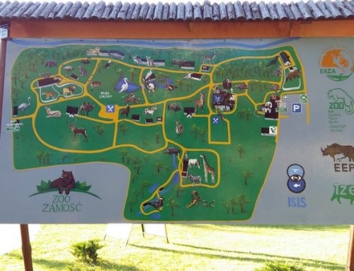 ZOO kto kogo obserwuje?